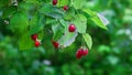 Branch of ripe raspberries in garden. Red sweet berries growing on raspberry bush in fruit garden. Seasonal harvest crop local pro Royalty Free Stock Photo