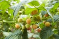 Branch of ripe raspberries in garden. Yellow, white sweet berries growing on raspberry bush in fruit garden. Royalty Free Stock Photo