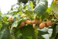 Branch of ripe raspberries in garden. Yellow, white sweet berries growing on raspberry bush in fruit garden. Royalty Free Stock Photo