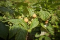 Branch of ripe raspberries in garden. Yellow, white sweet berries growing on raspberry bush in fruit garden. Royalty Free Stock Photo