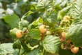 Branch of ripe raspberries in garden. Yellow Royalty Free Stock Photo