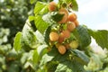 Branch of ripe raspberries in garden. Yellow, white sweet berries growing on raspberry bush in fruit garden. Royalty Free Stock Photo