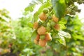 Branch of ripe raspberries in garden. Yellow, white sweet berries growing on raspberry bush in fruit garden. Royalty Free Stock Photo