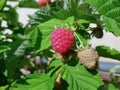 Branch of ripe raspberries with green leaves close-up. Ripe red raspberries on a branch with a blurred background Royalty Free Stock Photo