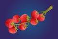 Branch with ripe red cherry tomatoes. Vector isolated cartoon illustration of natural organic vegetable. Royalty Free Stock Photo