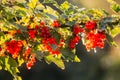 Branch of ripe red currant. Fresh organic berries in summer garden Royalty Free Stock Photo