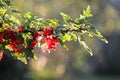 Branch of ripe red currant. Fresh organic berries in summer garden Royalty Free Stock Photo