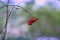 Branch of the ripe red elderberry on a blurred green background of foliage Royalty Free Stock Photo