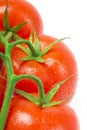 Branch of ripe red organic tomatoes with green leaves and water drops on a white background.  selective focus Royalty Free Stock Photo