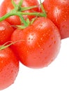 Branch of ripe red organic tomatoes with green leaves and water drops on a white background.  selective focus Royalty Free Stock Photo