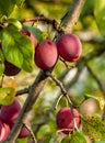 Branch with ripe red plums in the suburban area Royalty Free Stock Photo
