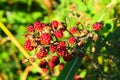 branch of ripe red raspberries in garden Royalty Free Stock Photo