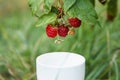 Branch with ripe red raspberry berries hangs over a white cup in garden Royalty Free Stock Photo