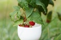 Branch with ripe red raspberry berries hangs over a white cup in garden Royalty Free Stock Photo