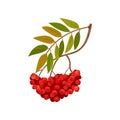 Branch of ripe red rowan. Cartoon flora concept.