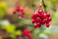 Branch of ripe red viburnum berries in drops of rain. Autumn close up nature background. Snowball guelder-rose tree Royalty Free Stock Photo