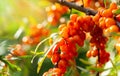 Branch of ripe sea buckthorn berries