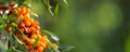 Branch of ripe sea buckthorn berries in a garden