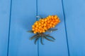 Branch with ripe sea-buckthorn berries and leaves closeup on background of painted wood in blue. Royalty Free Stock Photo