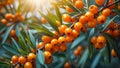 branch of ripe sea buckthorn healthy nature season juicy