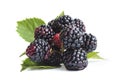 a branch of ripe sweet blackberry isolated Royalty Free Stock Photo