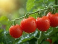 branch ripe tomatoes in drops of water Royalty Free Stock Photo