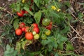 Branch of ripe tomatoes in the plant Royalty Free Stock Photo