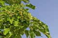 Branch with ripe and unripe fruits of White mulberry or Morus alba tree in garden, district Drujba Royalty Free Stock Photo