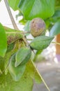 Branch With Ripe And Unripe Terminalia Catappa Almond Royalty Free Stock Photo