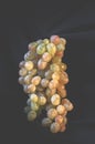 A branch of ripe white grapes on a dark background with splashes of water Royalty Free Stock Photo