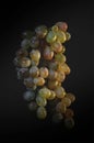 A branch of ripe white grapes on a dark background with splashes of water. Copy space Royalty Free Stock Photo