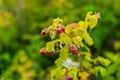 A branch with ripe, wild raspberries Royalty Free Stock Photo