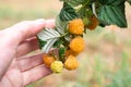 branch of ripe yellow raspberries in the hands of a gardener. A rare variety of berry. Growing and care