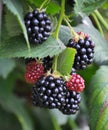 On the branch ripen the blackberries Rubus fruticosus
