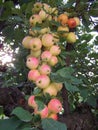 Branch of ripened Crab apples