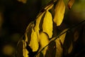 Branch of Robinia psudoacacia with autumn yellow leaves close-up on dark background