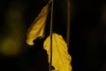 Branch of Robinia psudoacacia with autumn yellow leaves close-up on dark background