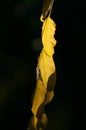 Branch of Robinia psudoacacia with autumn yellow leaves close-up on dark background