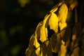 Branch of Robinia psudoacacia with autumn yellow leaves close-up on dark background