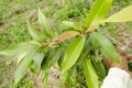 Branch of Rose Apple Tree