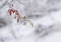 Branch of rose-canina dog-rose in first winter days Royalty Free Stock Photo