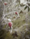 Berry on freezing branch of rose hips with red leaves Royalty Free Stock Photo