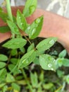 A branch of rose leaf.