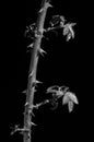 Branch of a rose with spines on which shoots of new shoots of green leaves grow isolated on a black background Royalty Free Stock Photo