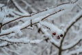 Branch with rosehip covered with frosty rime. Winter macro picture.Low temperature.Hoarfrost on winter branches.Cold freezing Royalty Free Stock Photo