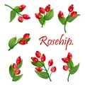 Branch with Rosehip or Dog rose, medicinal herb. Bunch with leaves isolated on white background. wild rose for design