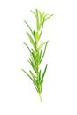 Branch of rosemary herb