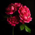 Branch of roses on a black background.