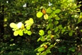 Branch with round leaves in the forest