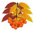 Branch of rowan berries with red and yellow leaves. Autumn, fall Royalty Free Stock Photo